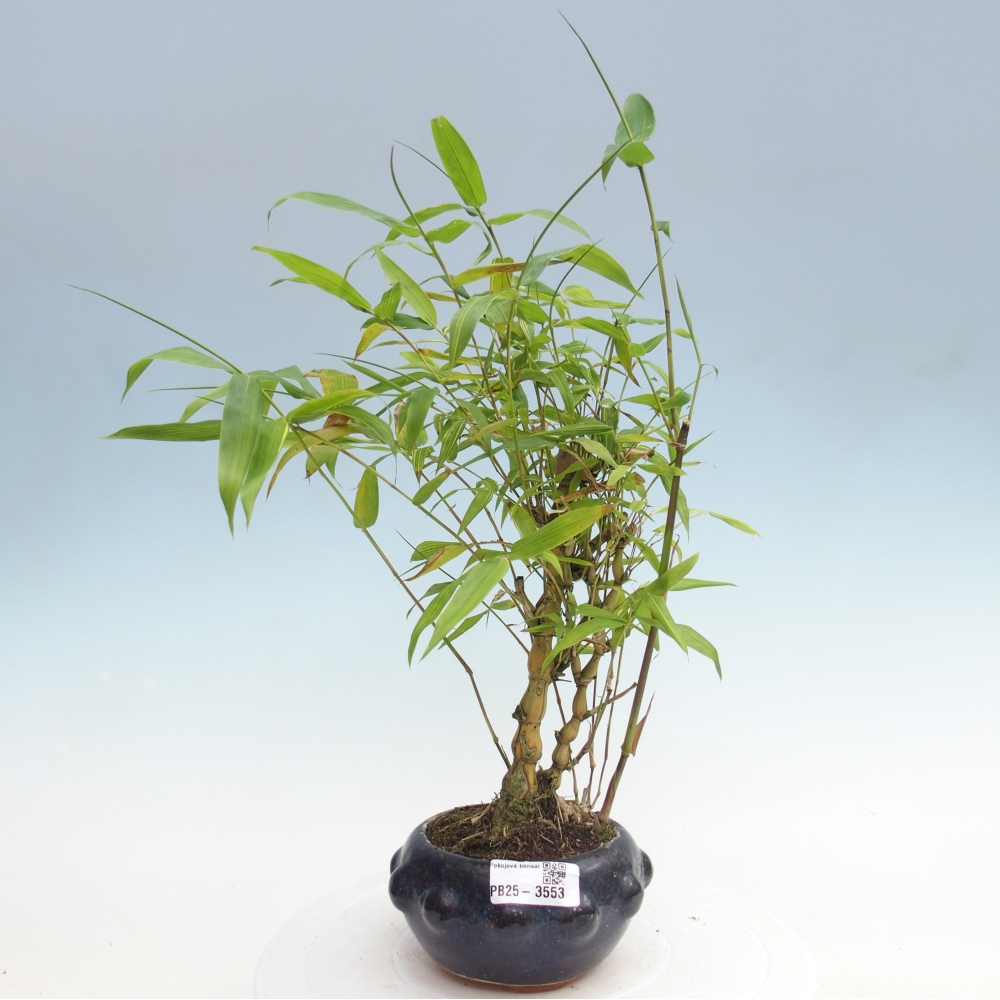Bonsái de habitación - Bambú buda-Bambú buda barriga
