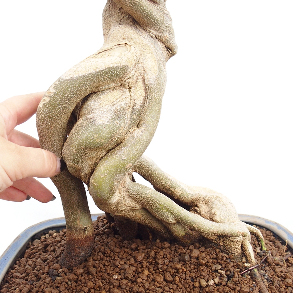 Bonsai de exterior - Acer Buergerianum - Arce hamburgués