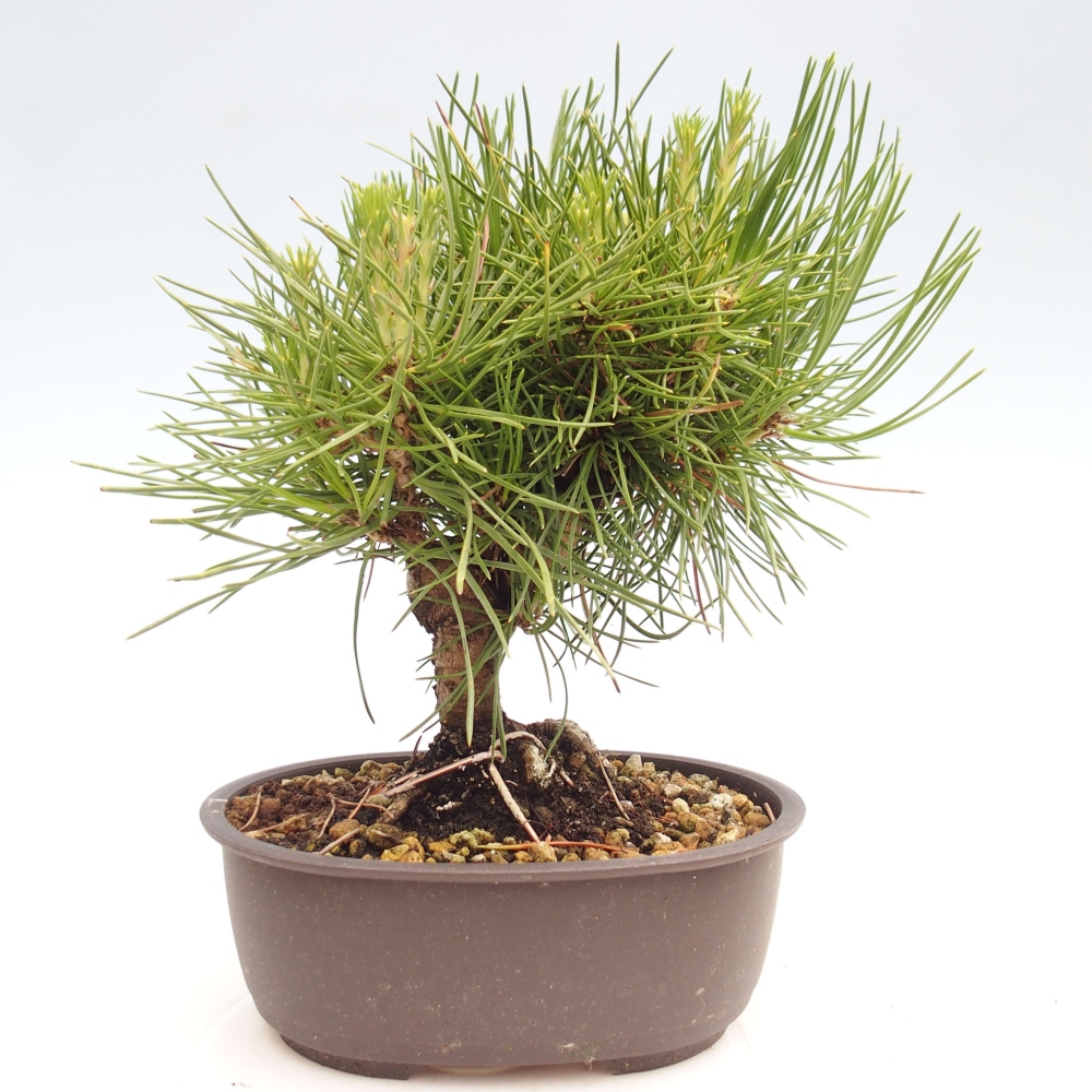 Bonsái de exterior - Pinus thunbergii - Pino Thunberg