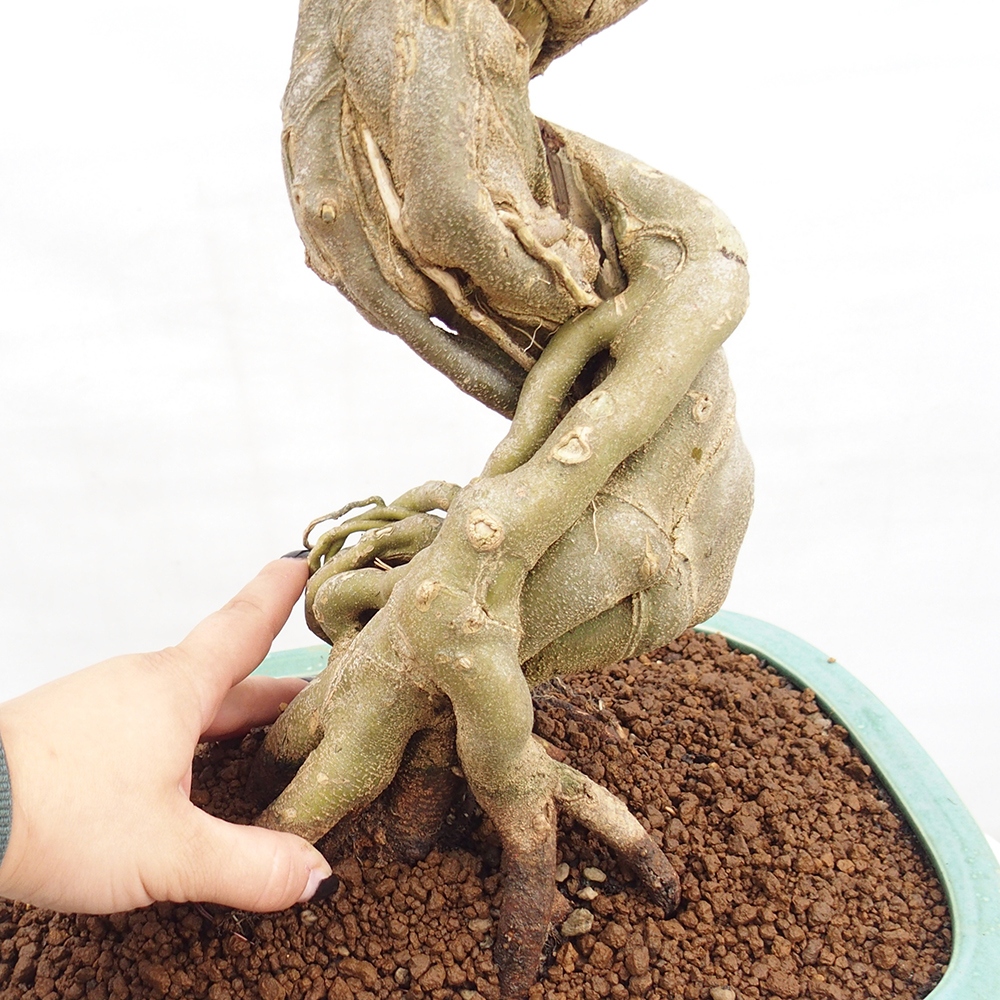 Bonsai de exterior - Acer Buergerianum - Arce hamburgués