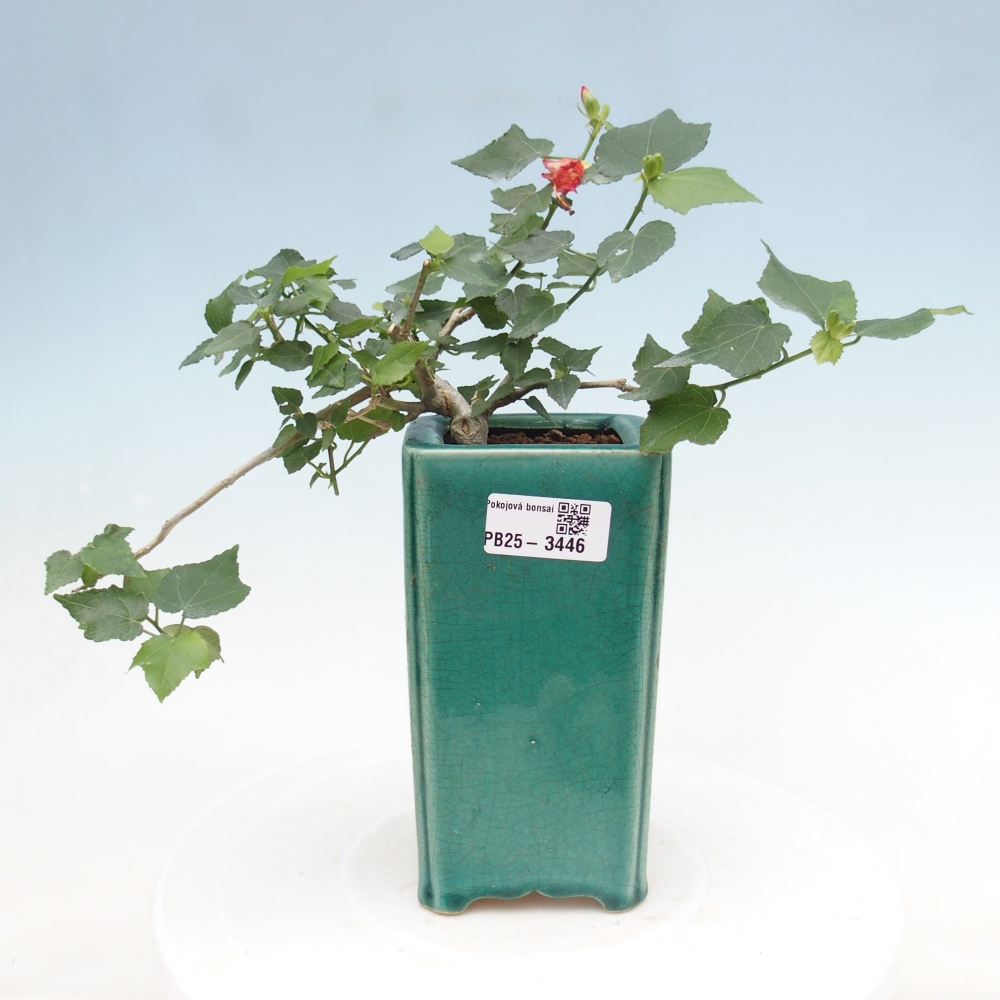 Bonsái de interior - Malvaviscus arboreus