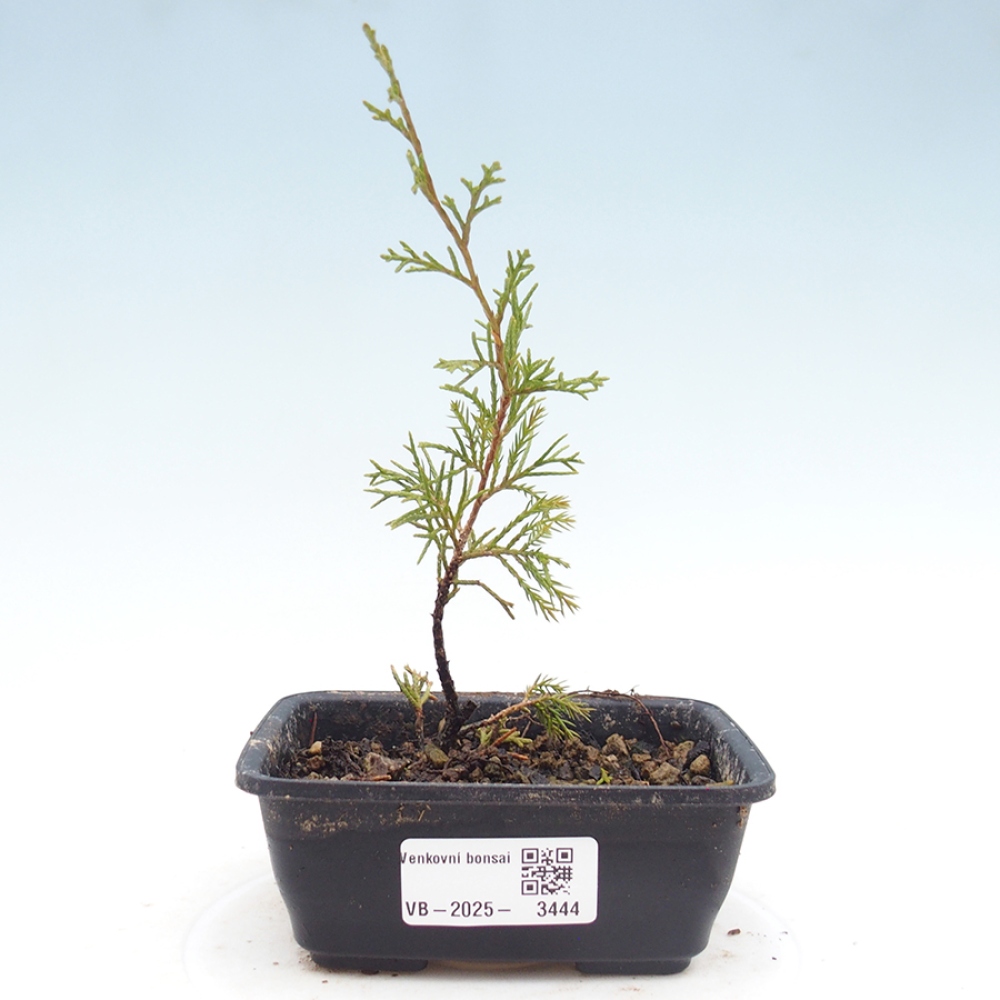 Bonsái de exterior - Juniperus chinensis Itoigawa