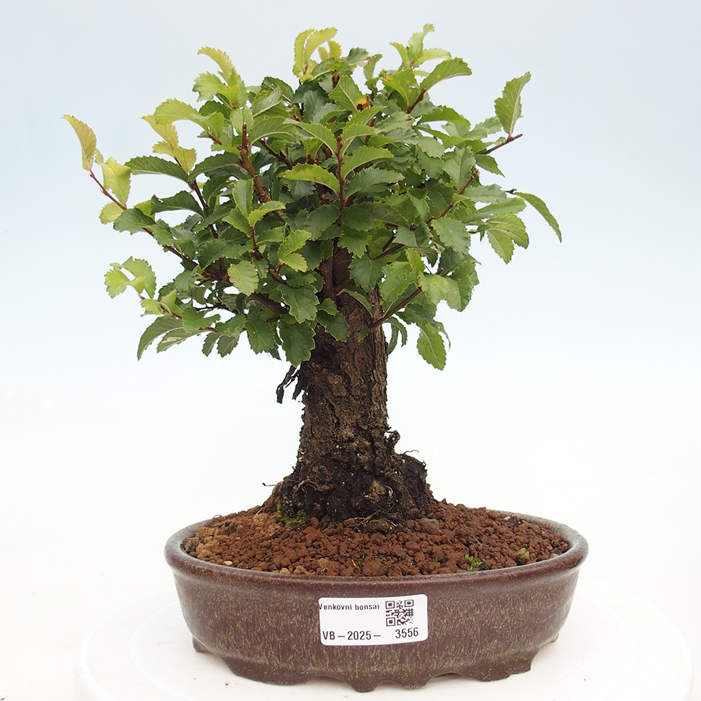 Bonsai de exterior - Zelkova - Zelkova NIRE