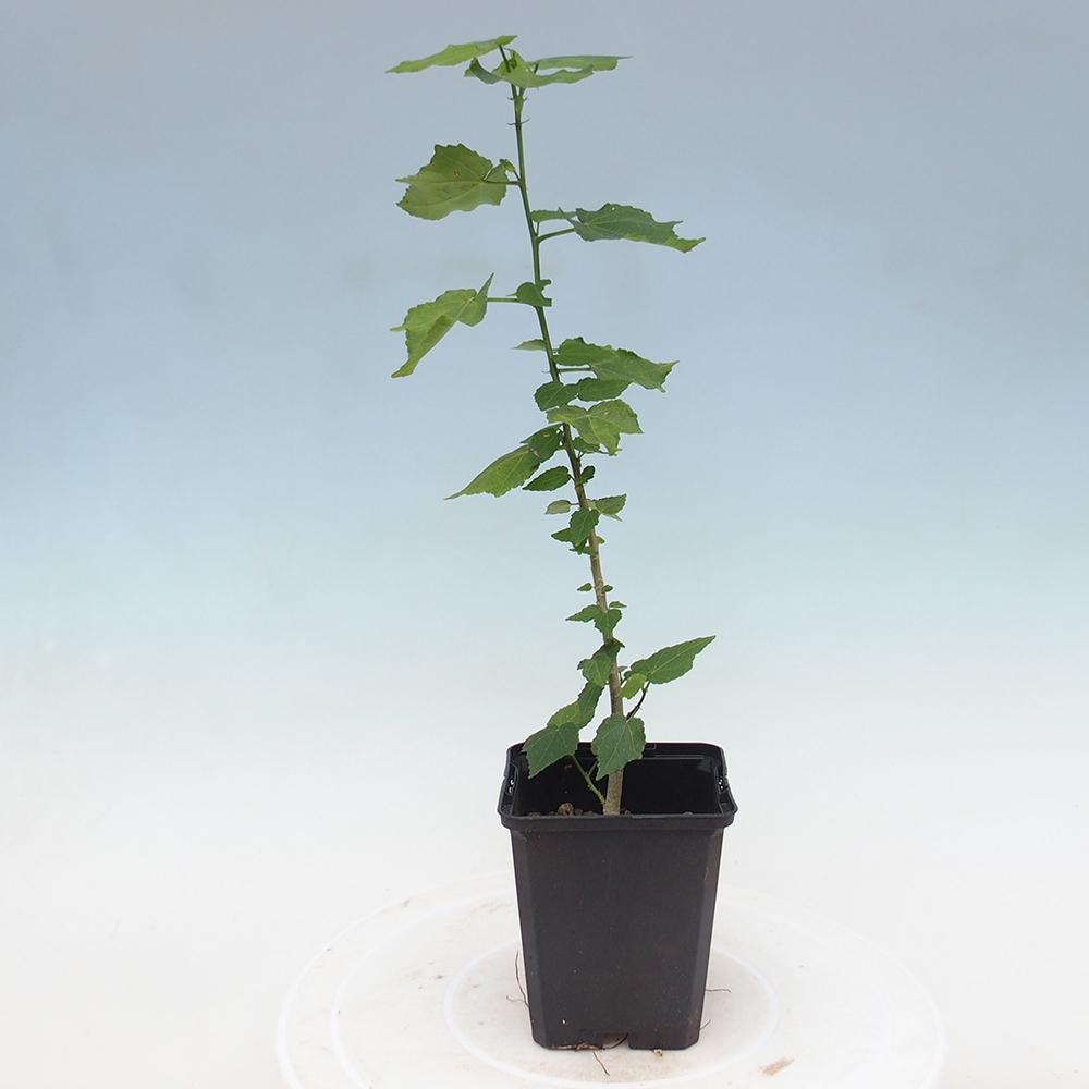 Bonsái de interior - Malvaviscus arboreus