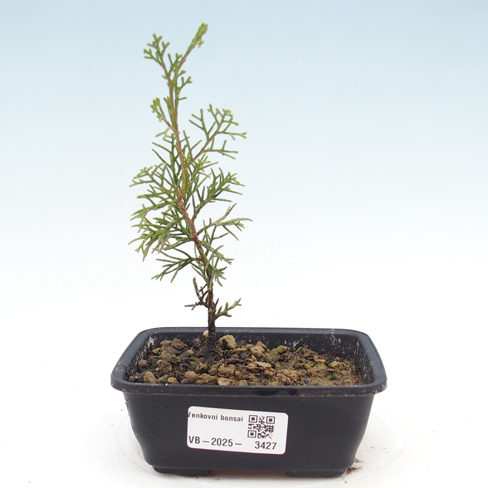 Bonsái de exterior - Juniperus chinensis Itoigawa