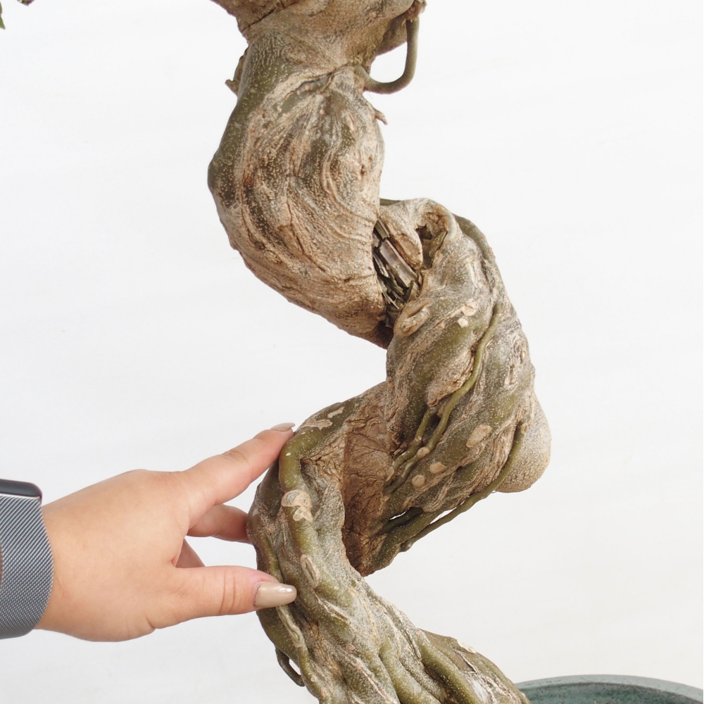 Bonsai de exterior - Acer Buergerianum - Arce hamburgués