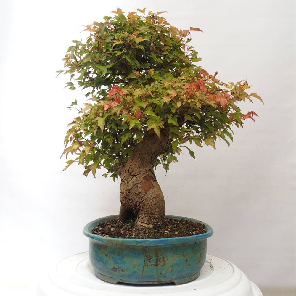Bonsai de exterior - Acer Buergerianum - Arce hamburgués