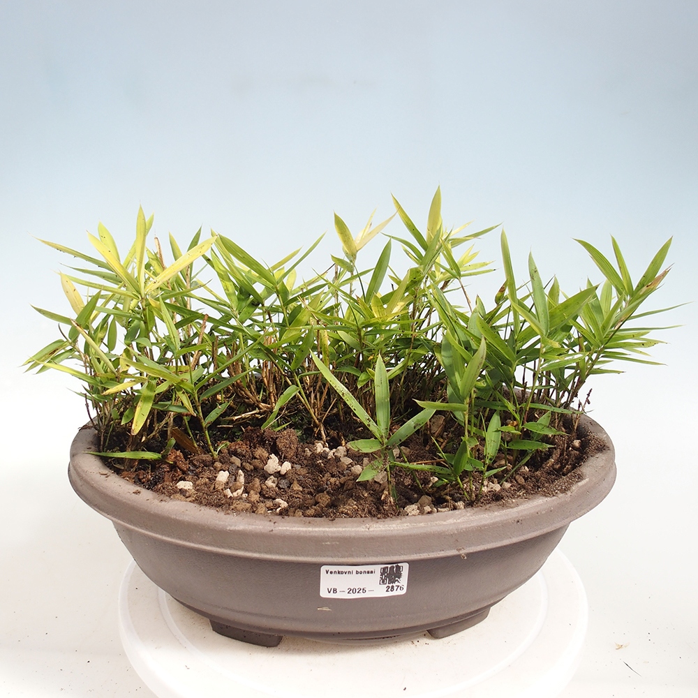 Bonsai de exterior - Pleioblastus argenteostriatus f.pumilus - Bambú enano