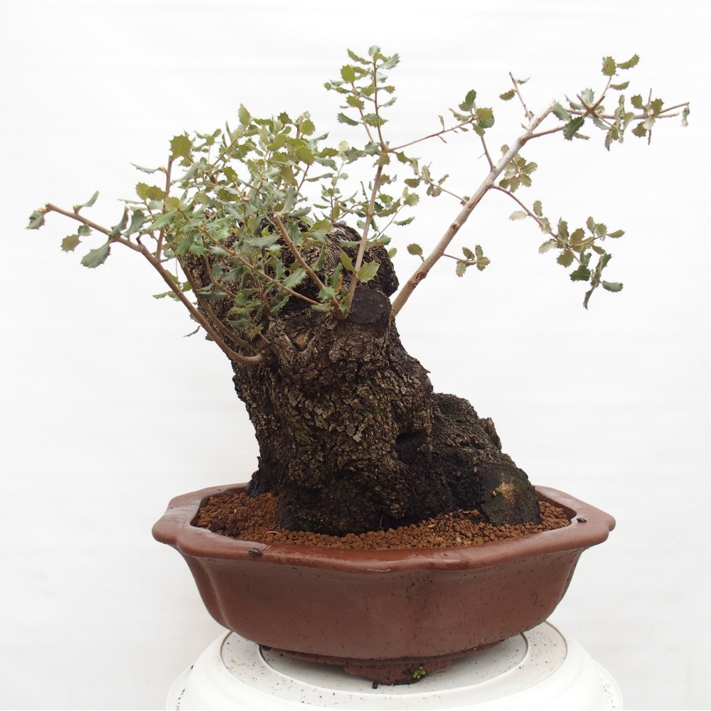 Yamadori - Quercus Ilex - Acebo de encina