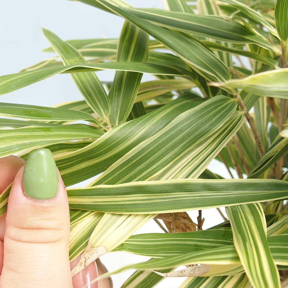 Bonsái de exterior - Sasaella masamuneana Albostriata - Bambú