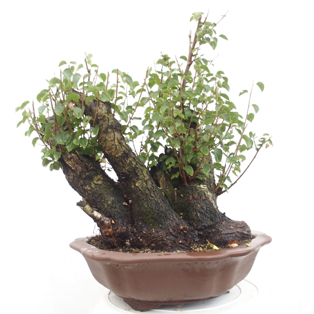 Bonsai de exterior - Mahalebka - Prunus mahaleb
