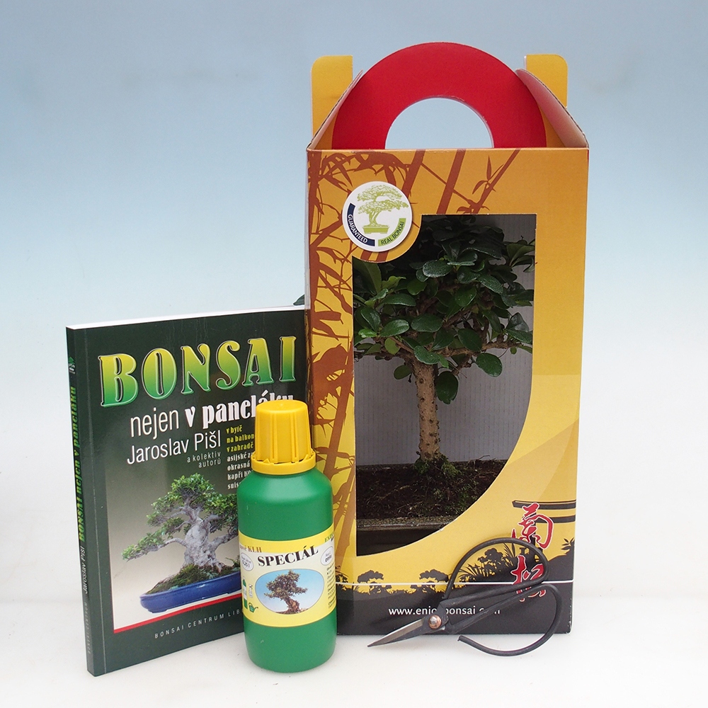 Bonsái de habitación en caja de regalo Carmona microphylla - Tea fuki