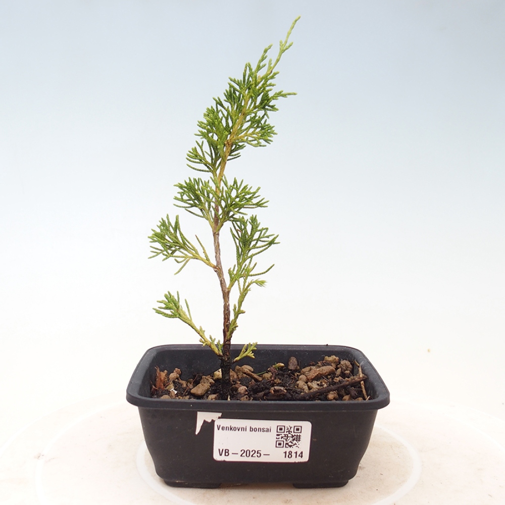 Bonsái de exterior - Juniperus chinensis Itoigawa
