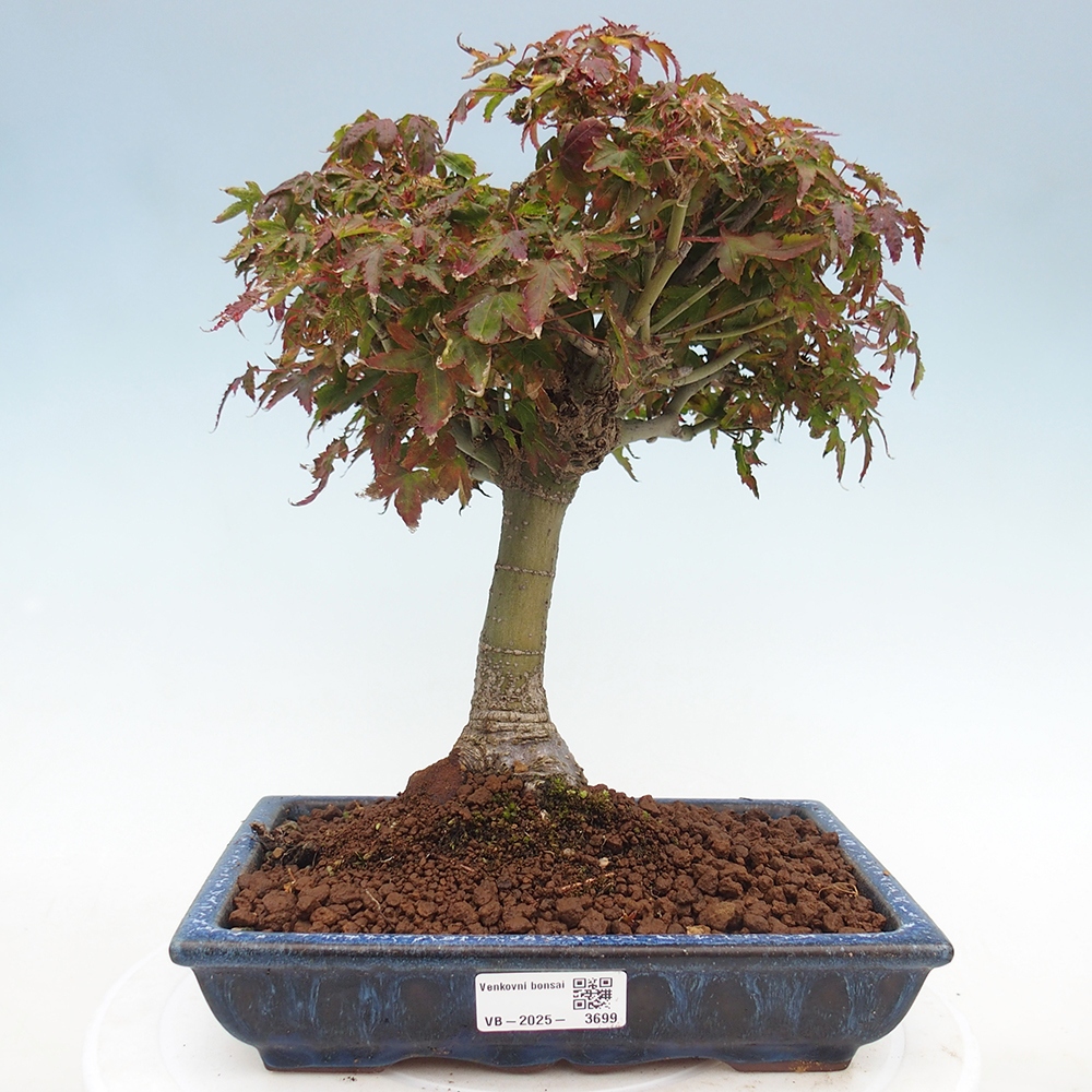 Acer palmatum KIOHIME - Arce palmito