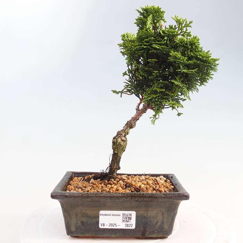 Bonsai de exterior - Cham.pis obtusa Nana Gracilis - Ciprés