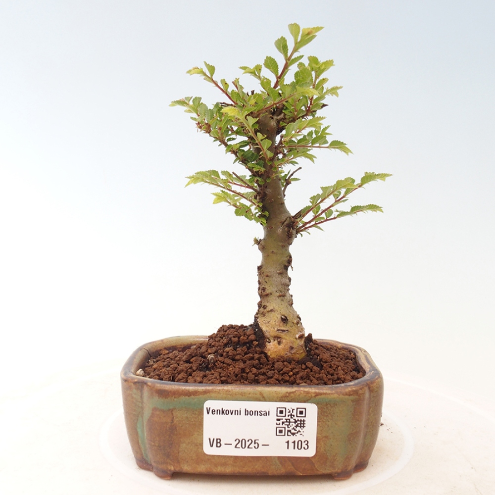 Bonsai de exterior - Ulmus parvifolia Sagei - Olmo de hoja pequeña
