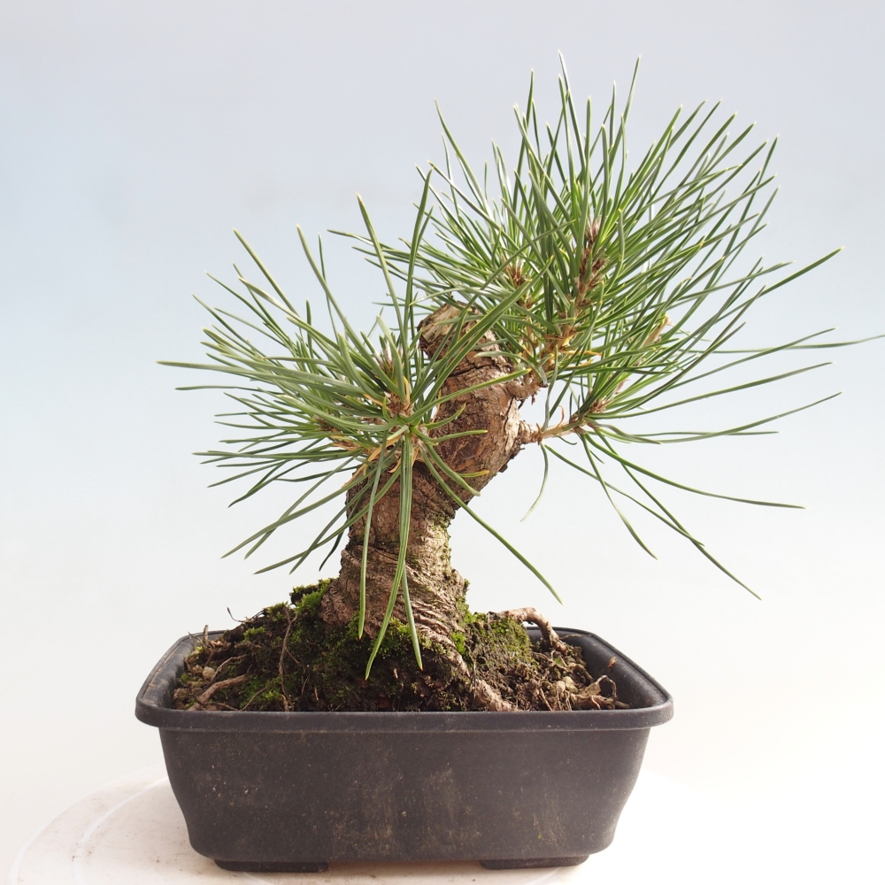 Bonsái de exterior - Pinus thunbergii - Pino Thunberg