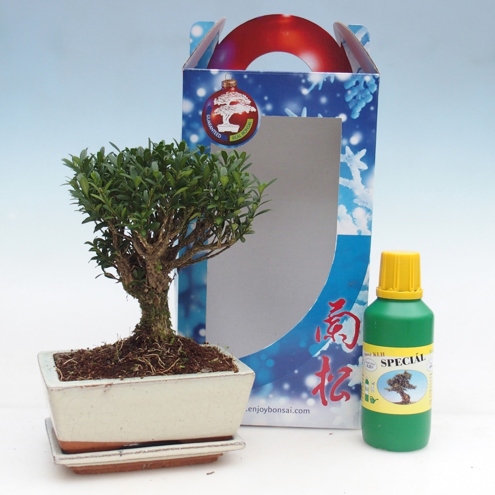 Bonsái de habitación en caja de regalo