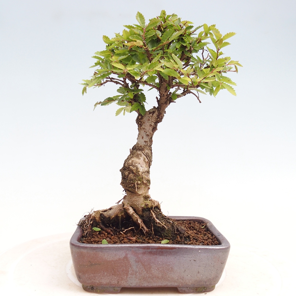 Bonsai de exterior - Zelkova - Zelkova NIRE