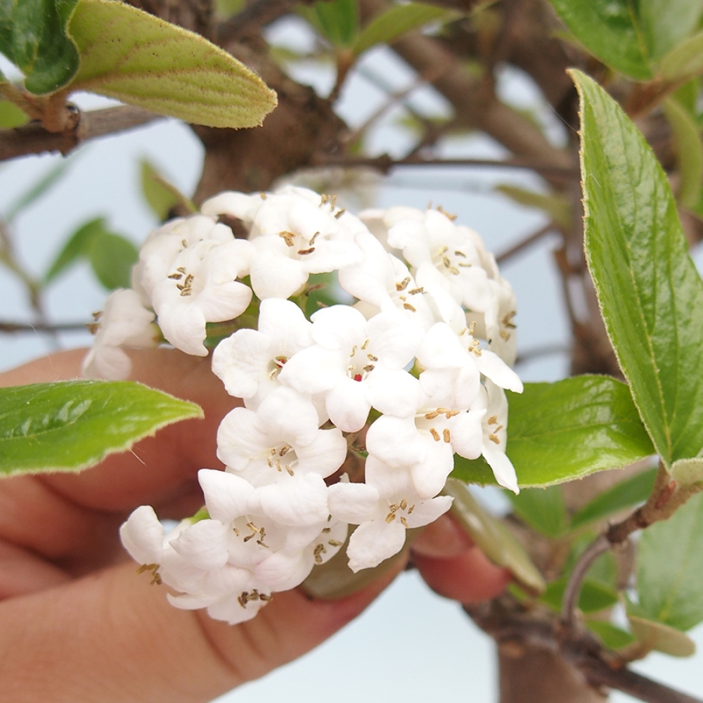 Bonsái de exterior-Kalina Bodnanská - Viburum carlesii hemsi