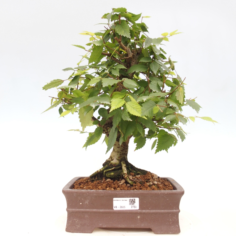 Bonsai de exterior - Zelkova - Zelkova NIRE