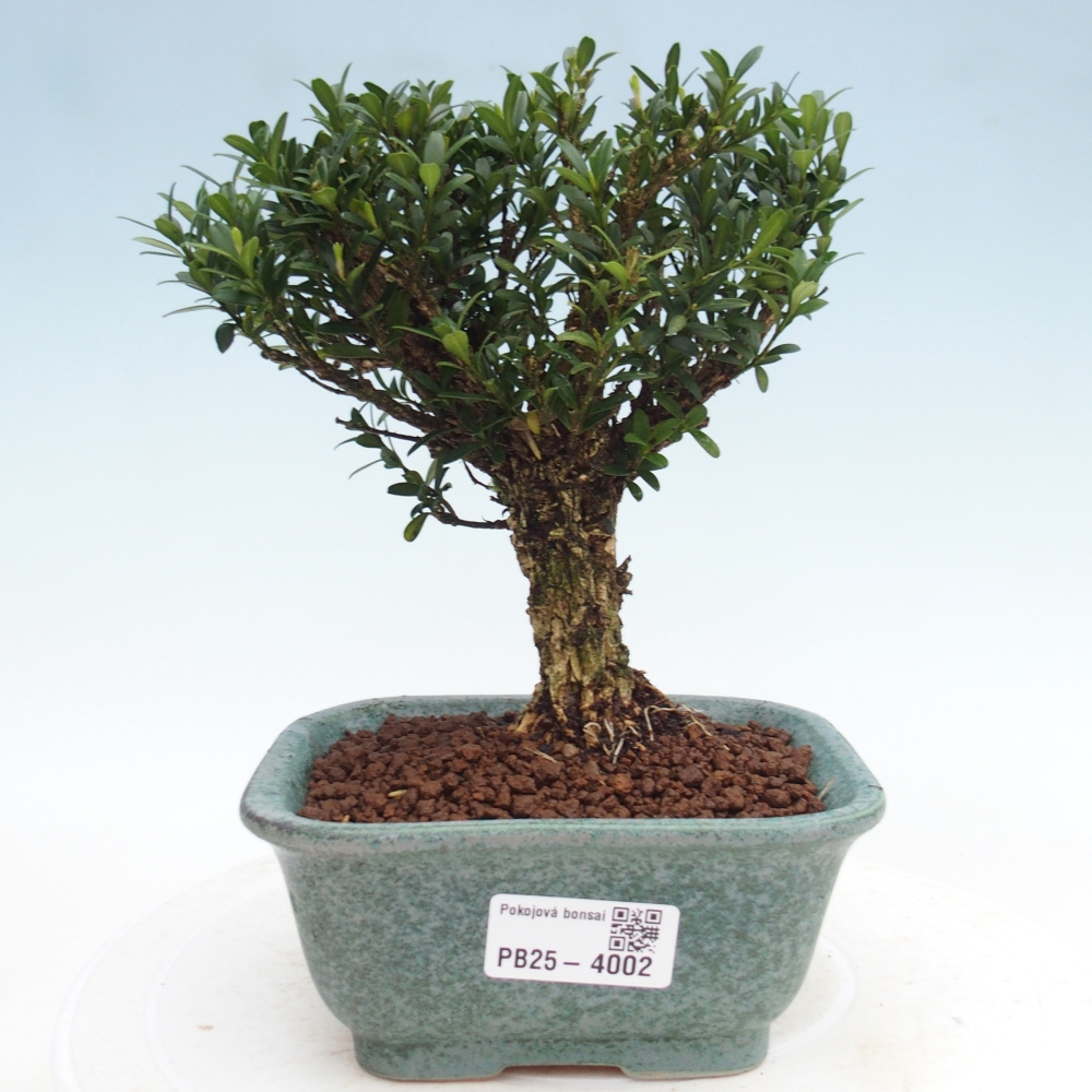 Bonsái de habitación - Buxus harlandii - buxus de corcho