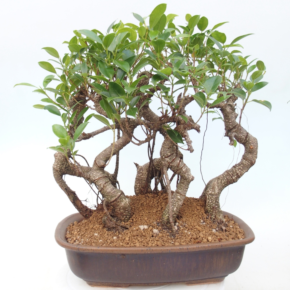 Bonsái de habitación - Ficus kimmen - ficus de hoja pequeña