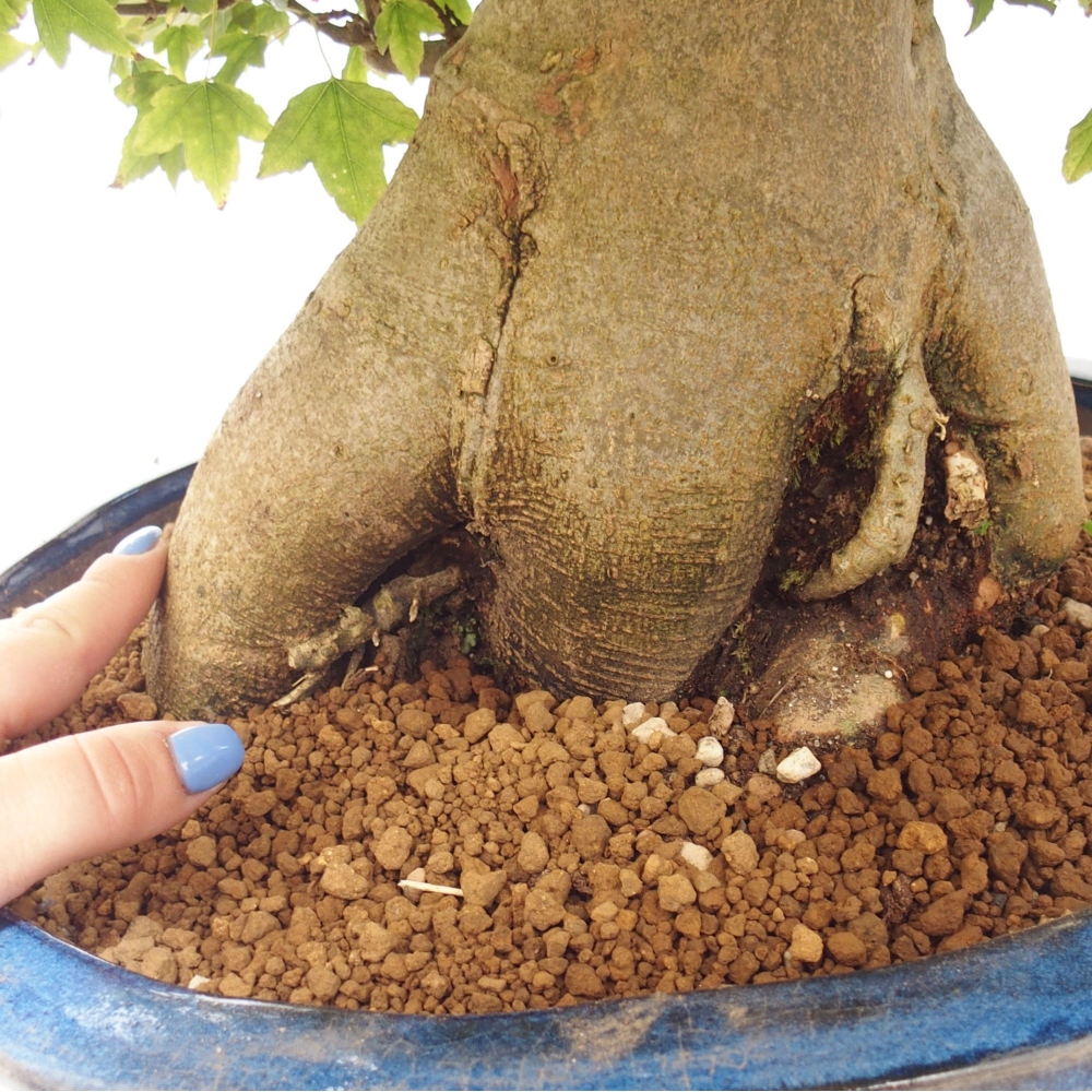 Bonsai de exterior - Acer Buergerianum - Arce hamburgués