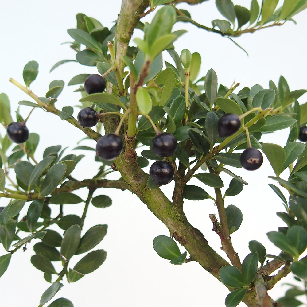 Bonsái de habitación - Ilex crenata - Acebo
