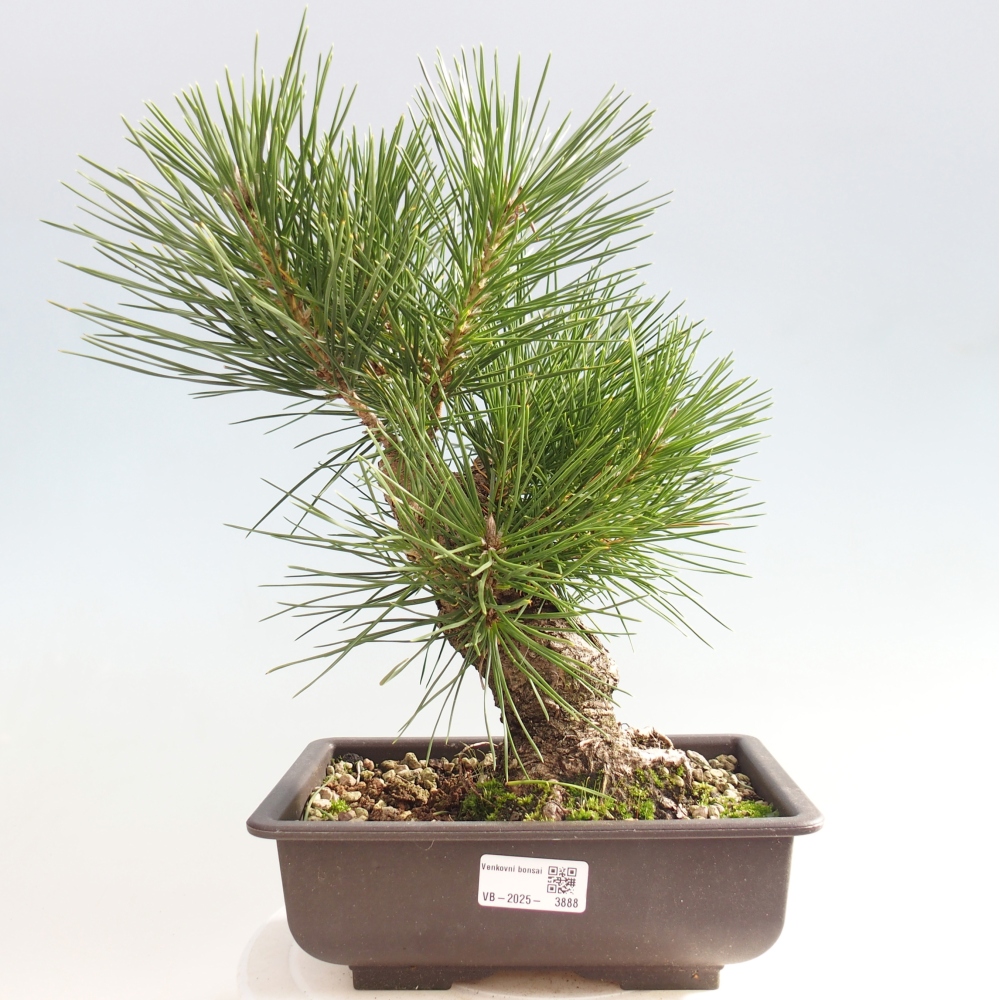 Bonsái de exterior - Pinus thunbergii - Pino Thunberg