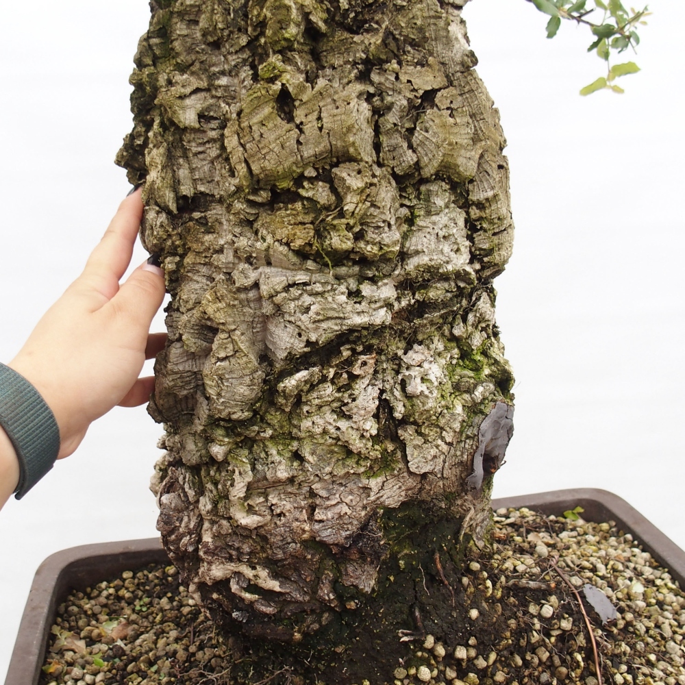 bonsai de exterior Quercus suber - Alcornoque