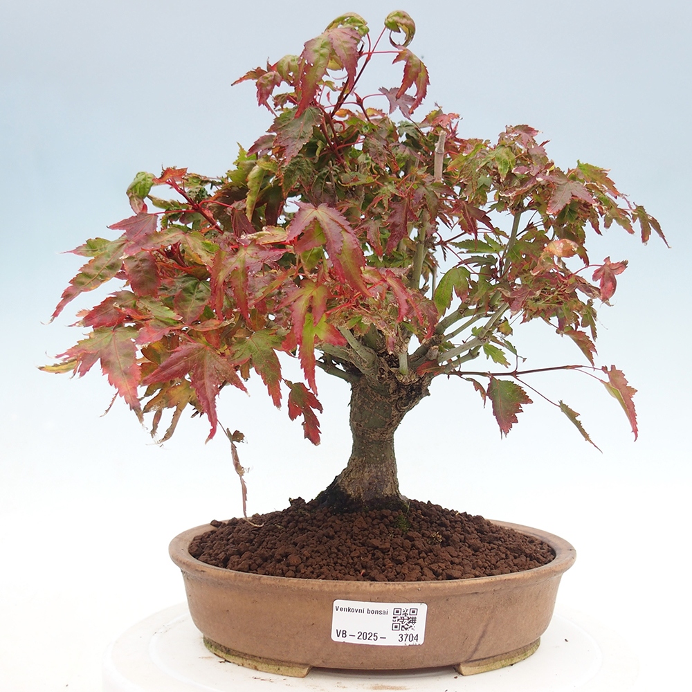 Acer palmatum KIOHIME - Arce palmito