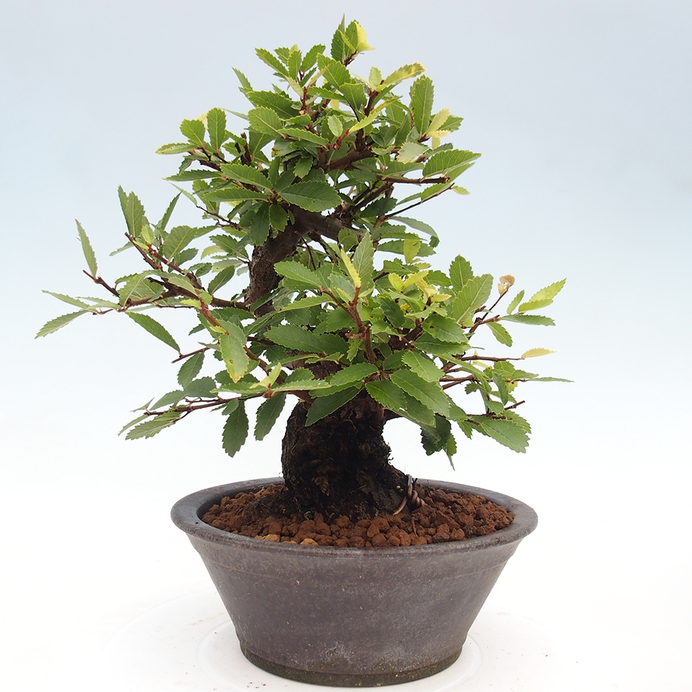 Bonsai de exterior - Zelkova - Zelkova NIRE