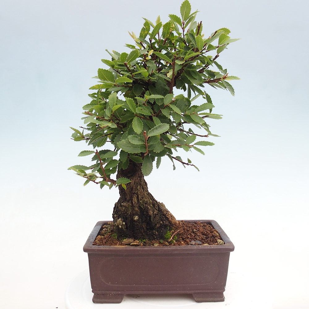 Bonsai de exterior - Zelkova - Zelkova NIRE