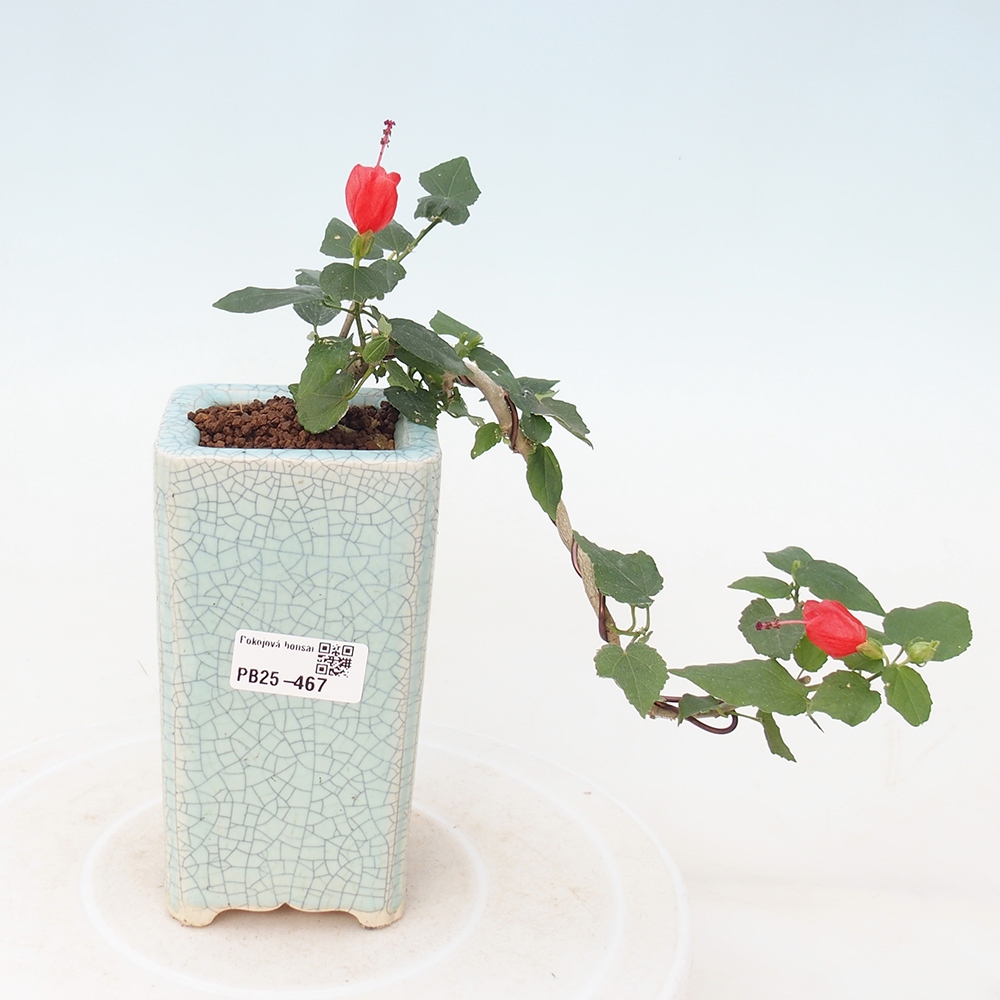 Bonsái de interior - Malvaviscus arboreus