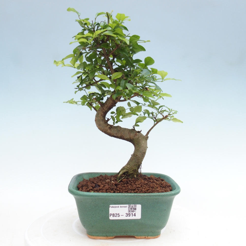 Bonsái de habitación -Ligustrum chinensis - Pico de pájaro