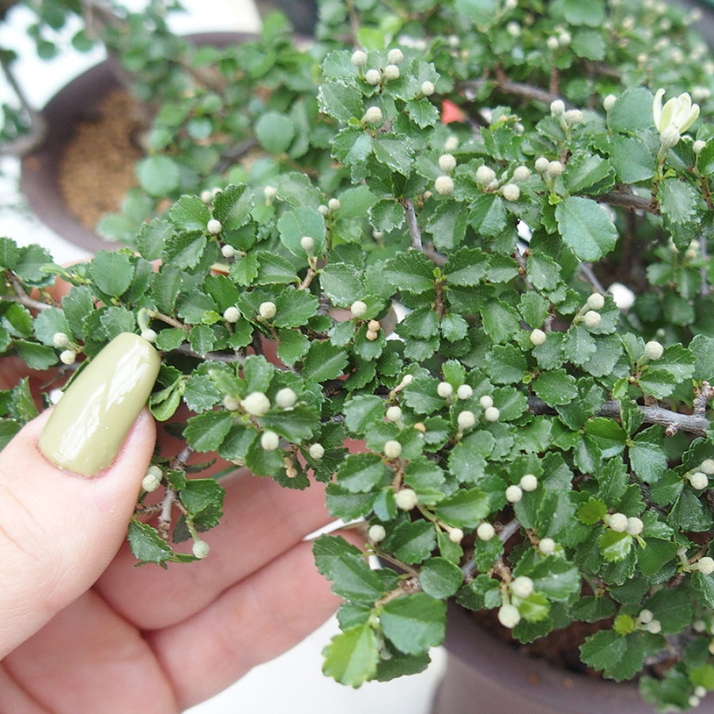 Bonsái de habitación - Grewia sp. - Grewia de hoja pequeña en contenedor