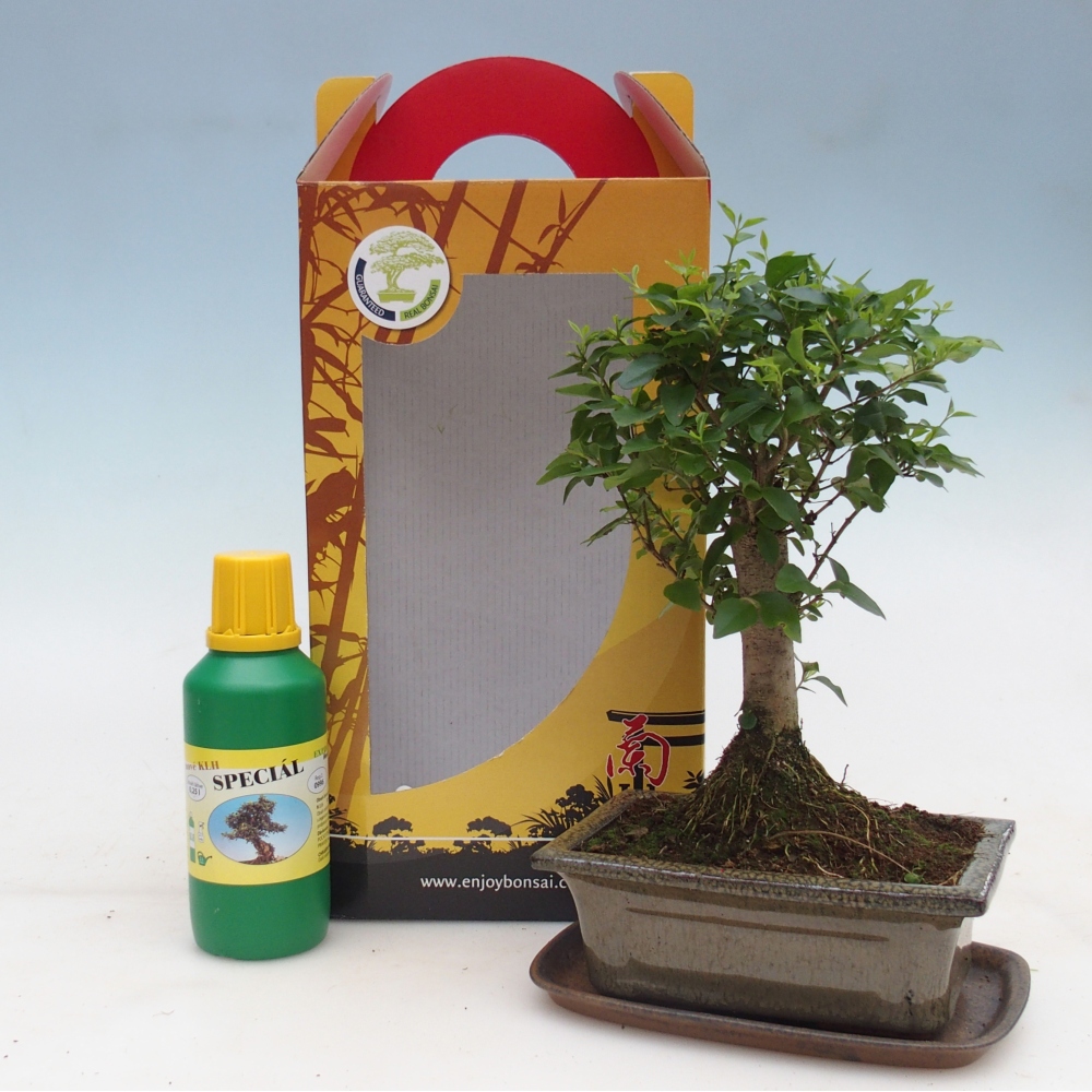 Bonsái de habitación en caja de regalo Ligustrum chinensis - Pico de pájaro