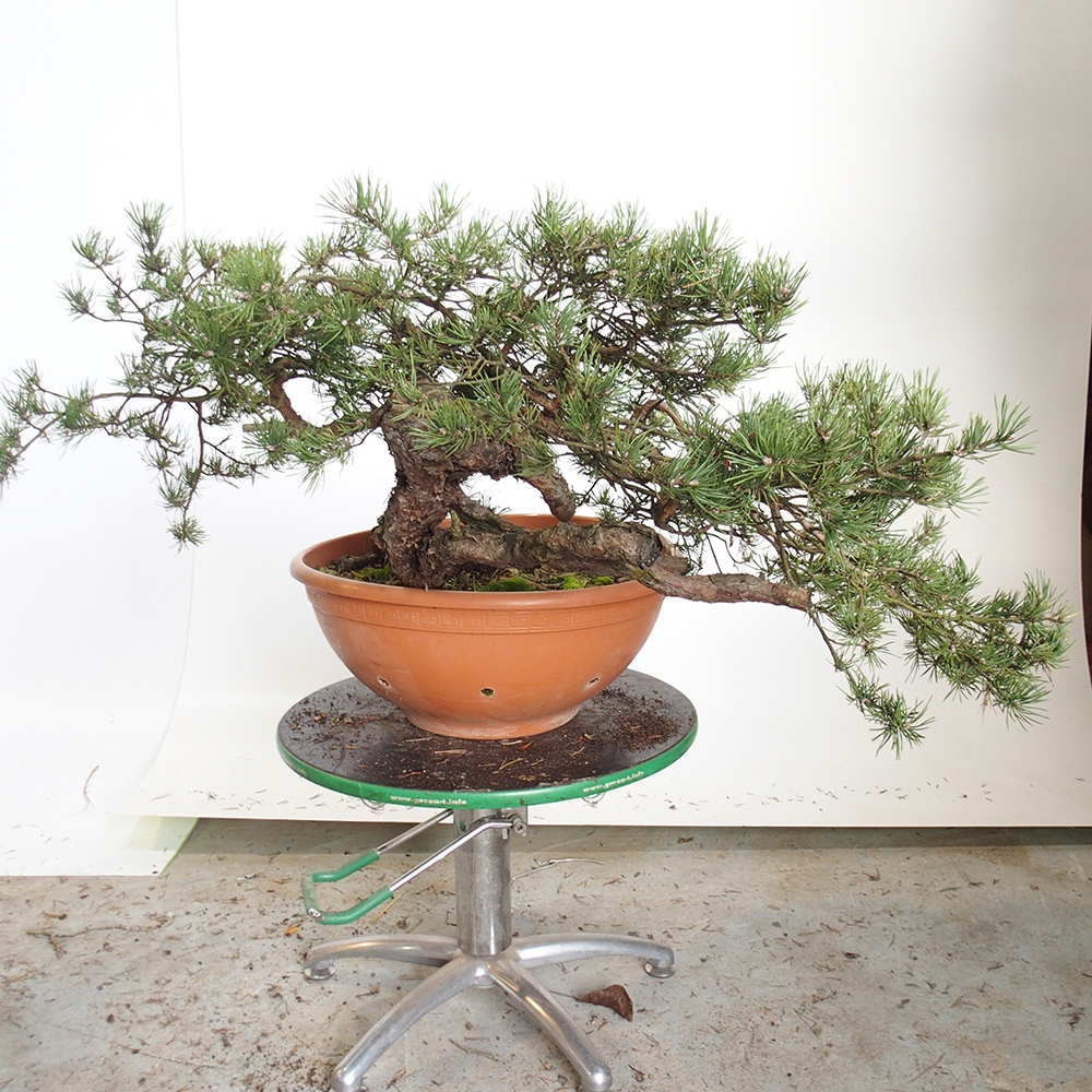 Yamadori - Pinus sylvestris España