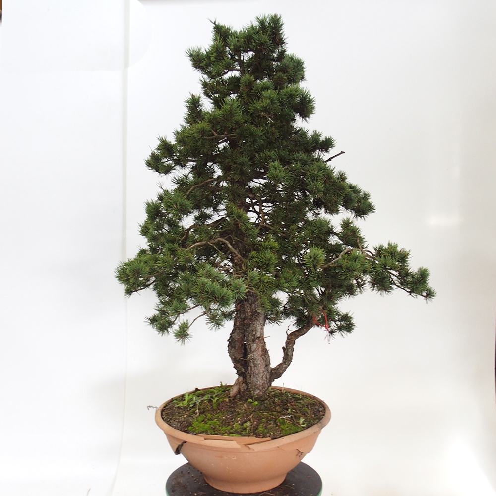 Yamadori - Pinus sylvestris España
