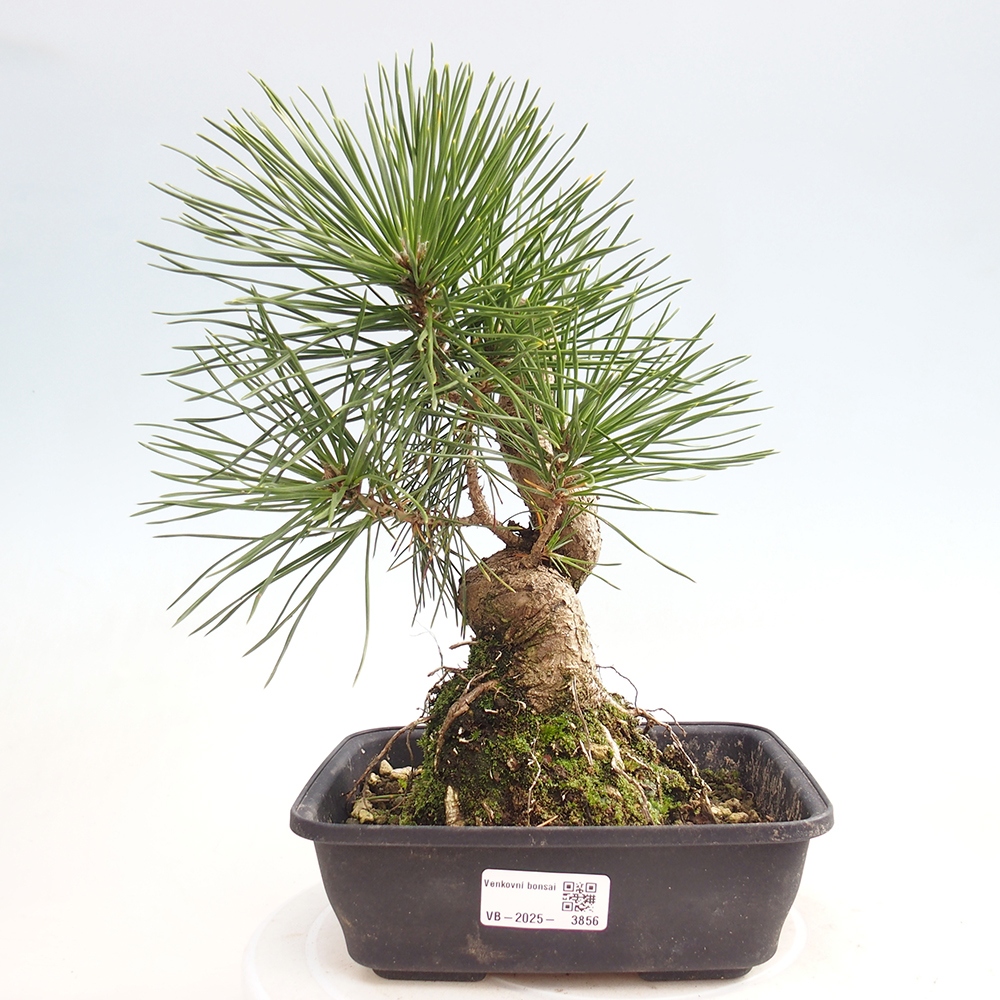 Bonsái de exterior - Pinus thunbergii - Pino Thunberg