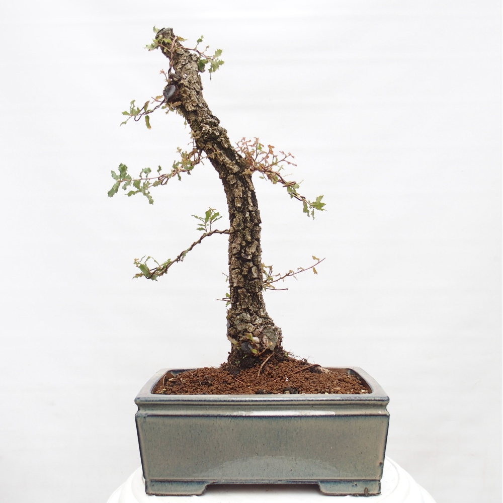 Yamadori - Quercus Ilex - Acebo de encina