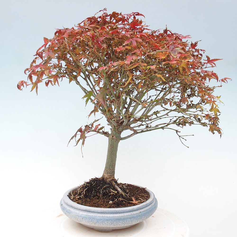 Acer palmatum KIOHIME - Arce palmito