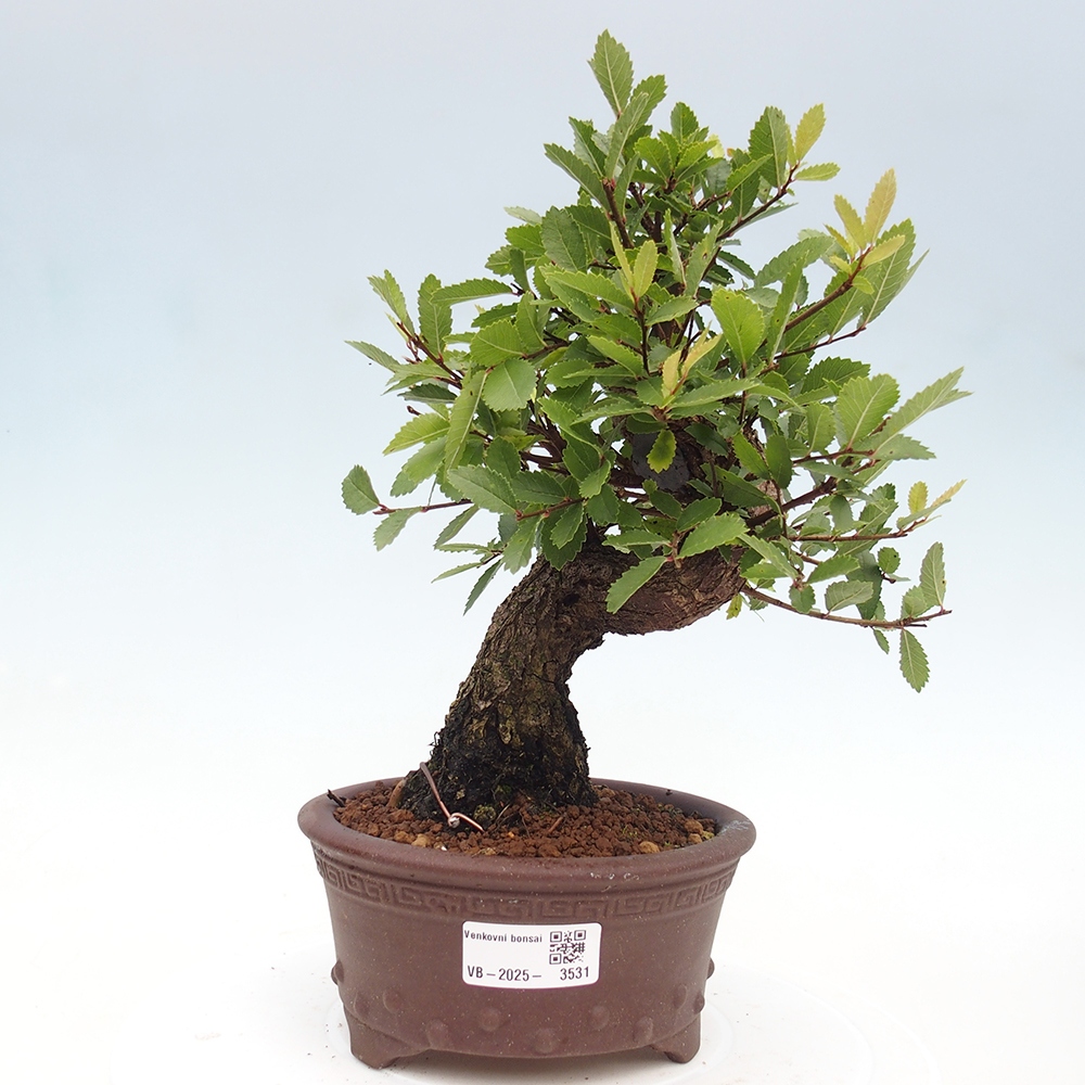 Bonsai de exterior - Zelkova - Zelkova NIRE