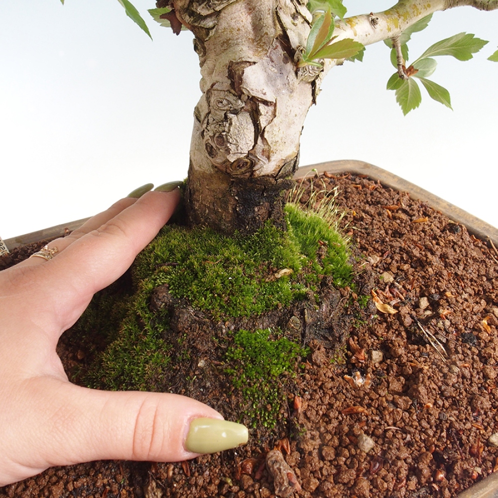 Bonsái de exterior - Espino blanco - Crataegus cuneata