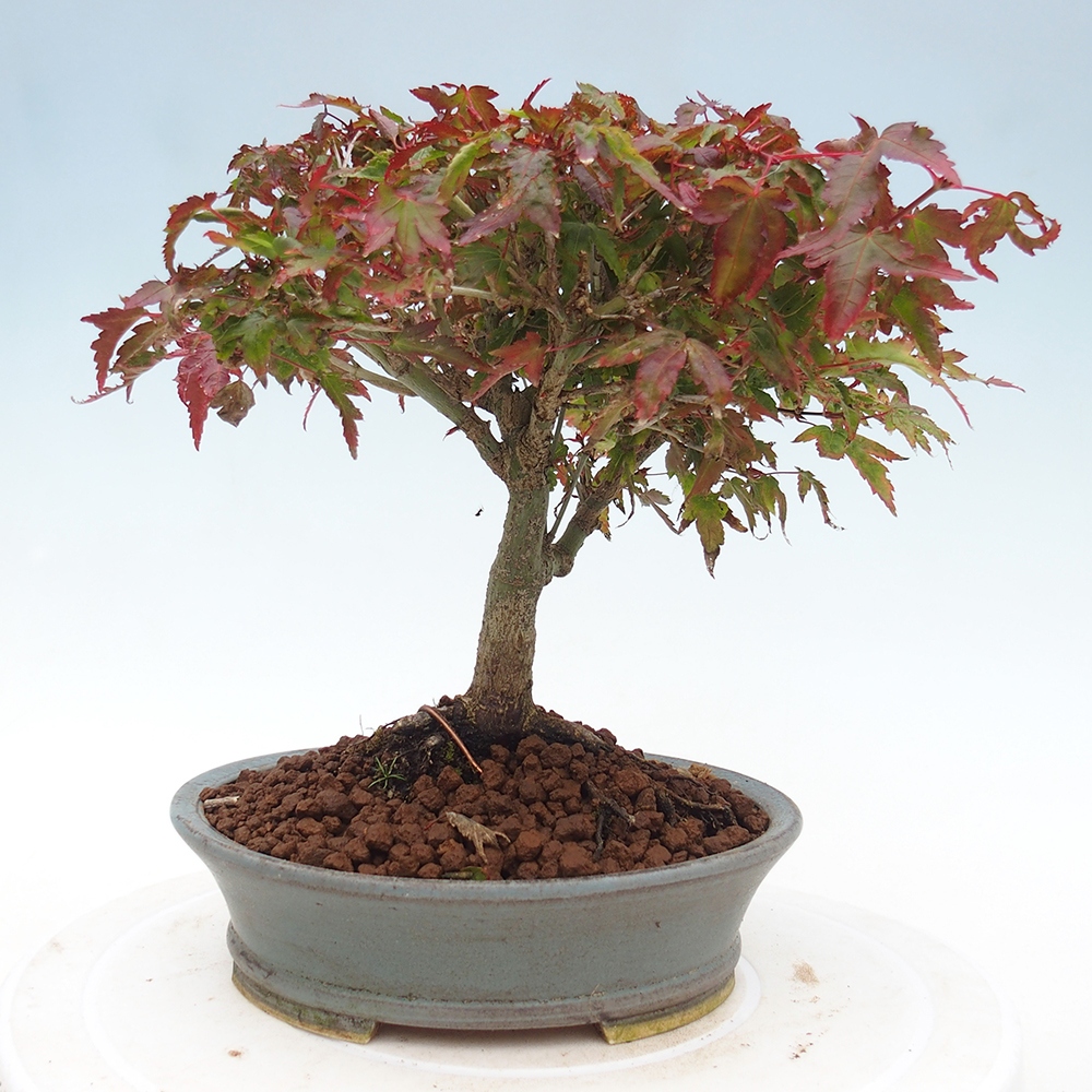 Acer palmatum KIOHIME - Arce palmito