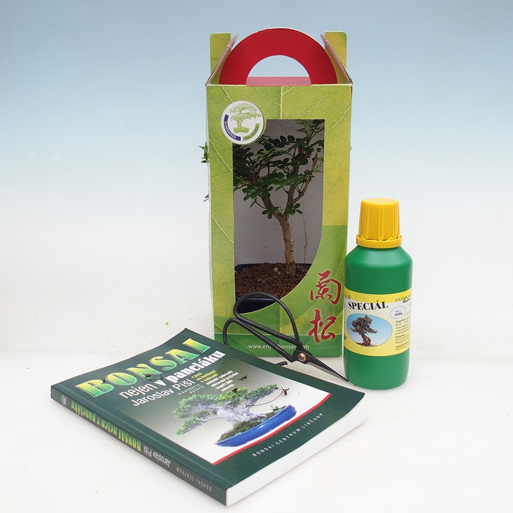 Bonsái de habitación en caja de regalo Zantoxylum piperitum - Pimentero