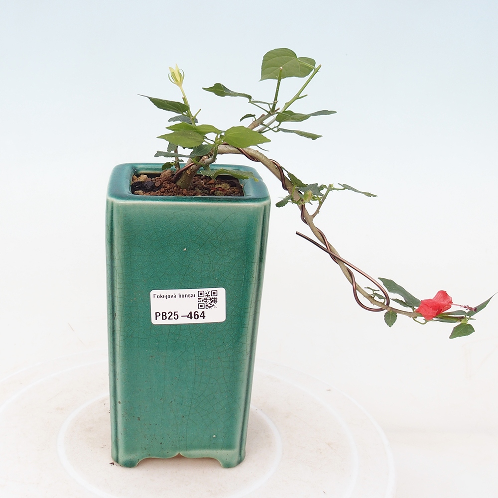 Bonsái de interior - Malvaviscus arboreus