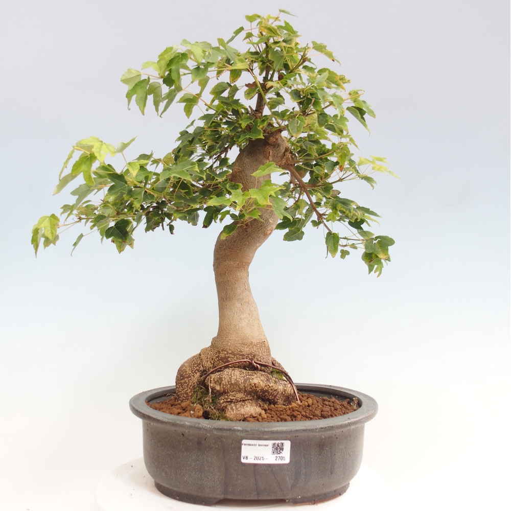 Bonsai de exterior - Acer Buergerianum - Arce hamburgués