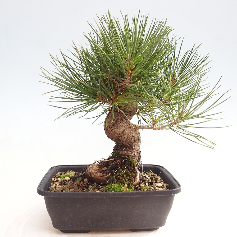 Bonsái de exterior - Pinus thunbergii - Pino Thunberg